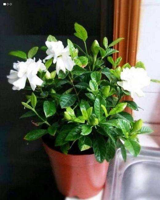 花卉摆放，要讲究