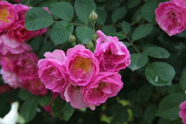 月季花的不同品种和花语