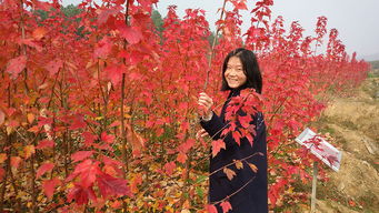 2公分红枫的价格大揭秘