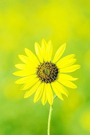 家门口的草地也嫩变宝