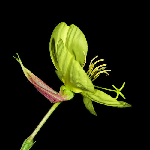 百合花：大花瓣， 香飘四溢