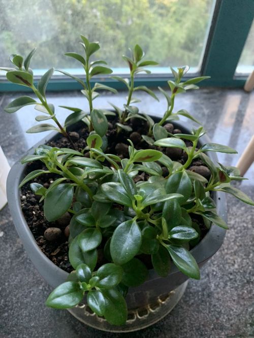 黄杨的浇水技巧