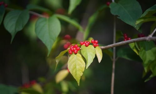 那些常见的花儿们
