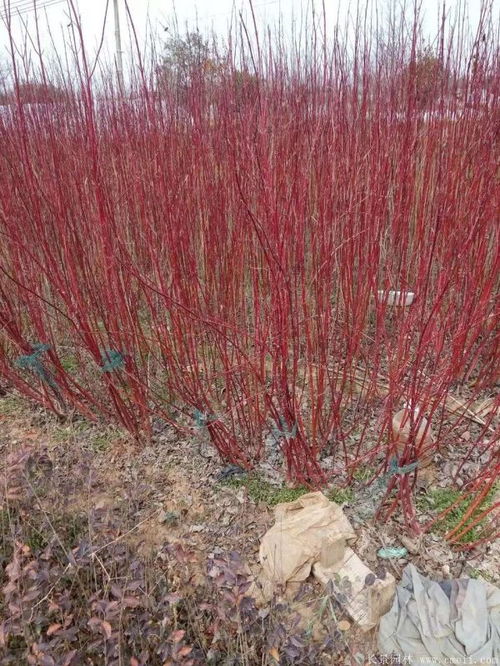 红瑞木种植方法中，如何选择合适的土壤和光照条件