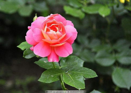 自制月季花肥，省钱又养好，秘籍在这里！