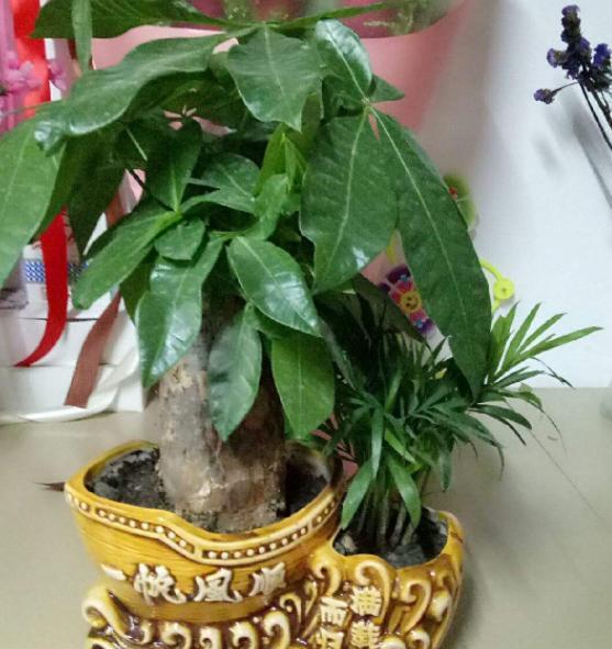 夏日红梅浇水小窍门，你真的懂了吗？