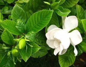 如何准确测量植物含水量