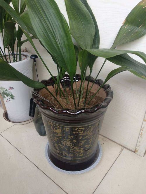 万年青叶子发黄，是常见植物养护问题