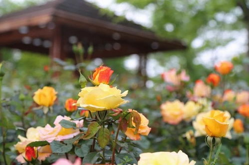 月季生长需要营养补给