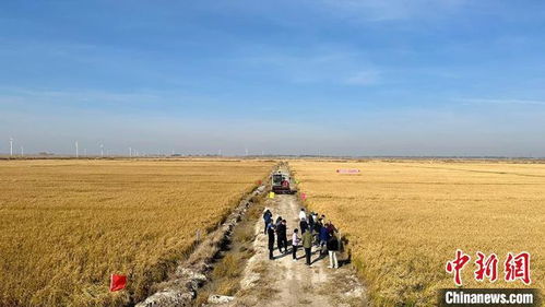 不改良土壤嫩直接种吗？