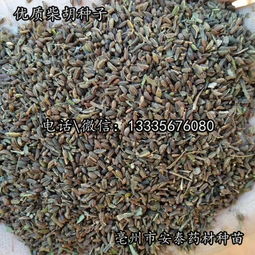 播种柴胡，一亩地用多少种子？