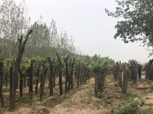 种什么树最赚钱？过来人告诉你农村种啥最值钱