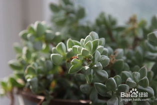 植物越冬，如何拆分热源