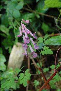误区与真相：实验室与田间条件的差异