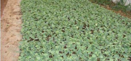 防治方法大公开， 教你轻松赶走病虫害