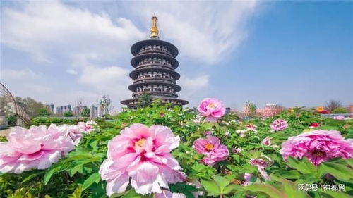 牡丹花会4月盛开，你准备好迎接这场视觉盛宴了吗
