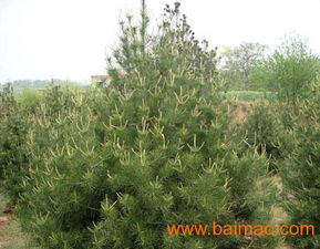 园林地性质与白皮松的搭配使用