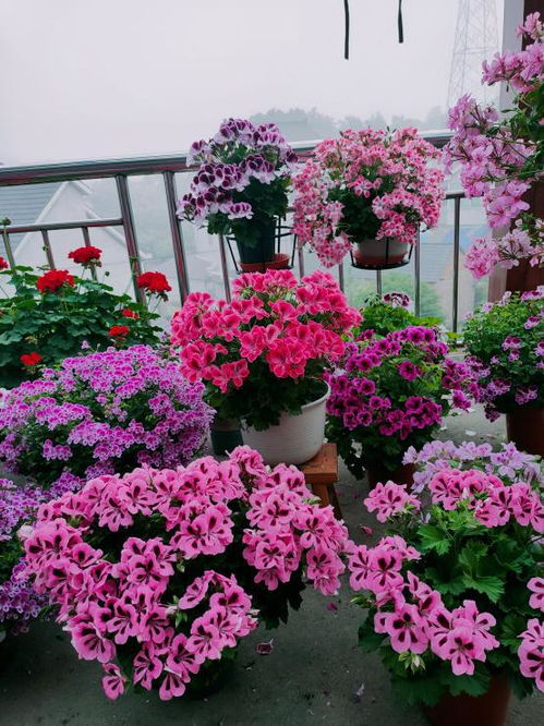 一月份种植指南：适合的花卉品种推荐