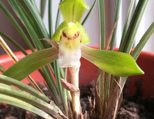 球兰花总不开花怎么办？是土壤问题还是光照不足
