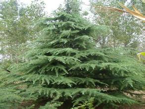 雪松种子的独特之处