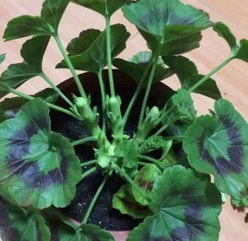 长寿花和天竺葵，用这些技巧轻松开爆盆