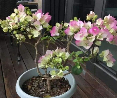 玫瑰花的种植小记