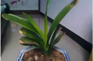 君子兰叶子发黄冬季浇水不当怎么办