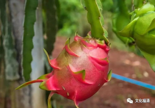 打造花卉精品：果酱加工流程与先进设备大揭秘