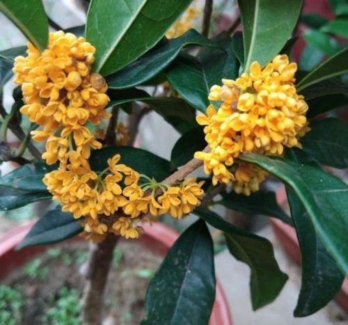 桂花的阳光需求