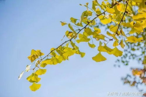 银杏高压繁殖的最佳时间是什么时候