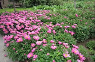芍药块根冬天如何储存？