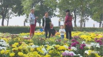 菊花绽放图鉴，这些美轮美奂的菊花