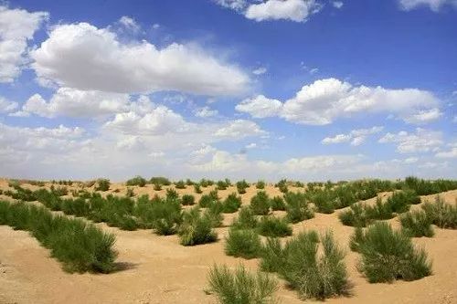 甘肃民勤县试验田