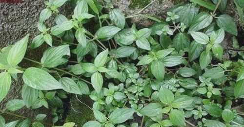 猪耳草：路边野草的价值揭秘