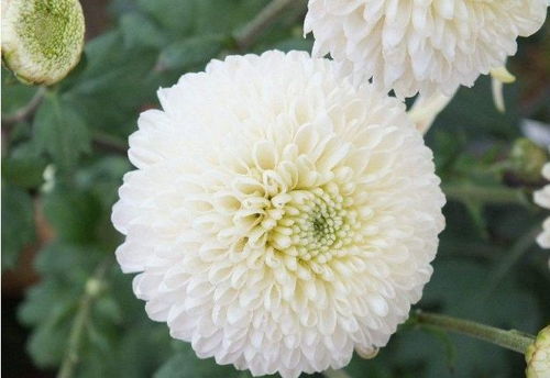 白菊寄语，平安花开——探索花卉中的和平寓意