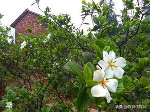 春花大叔的礼物