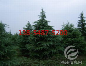 那雪松树苗的高度又是怎样的呢？