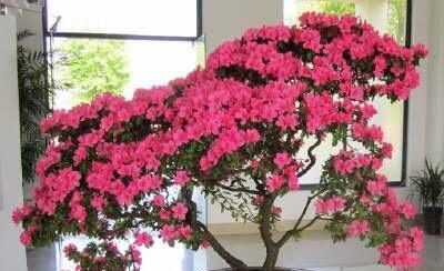 杜鹃开花后修剪，如何让明年花开更盛