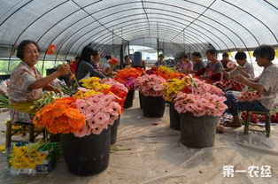 非洲菊种植的最佳时间和方法是什么