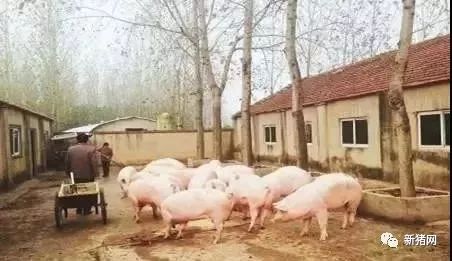 养猪巧用机遇，农业养殖新亮点