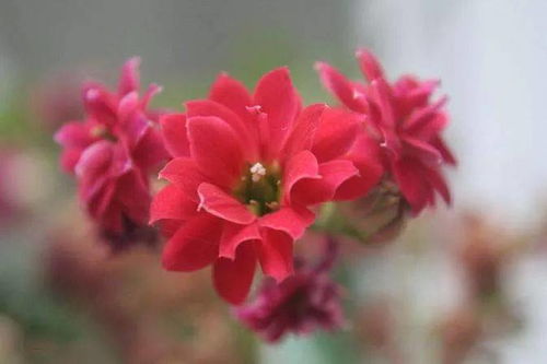 长寿之花传递长寿祝福，哪种花朵最适合作为长寿之花代表