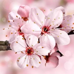 桃花与樱花，一树两花