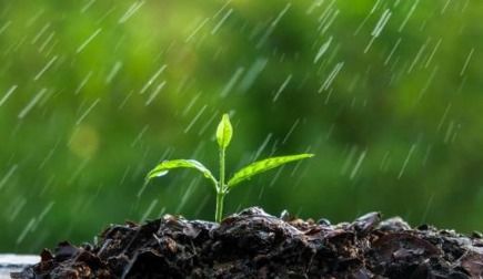 黑松的初期生长