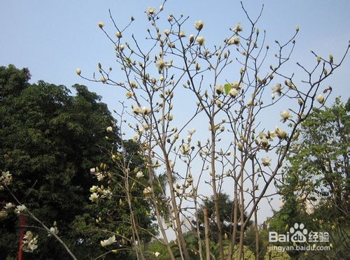 第一步：选枝条， 就像选朋友一样