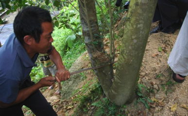 沉香树结香的秘密