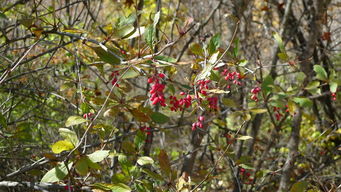 树木类植物的药用价值
