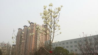 二乔玉兰、 紫玉兰，各展风采