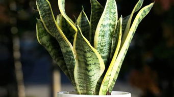 蛇喜欢什么植物？家里养这些植物蛇会常来