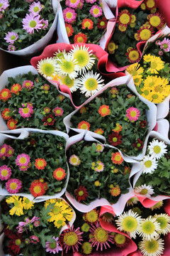 陇南适合养哪些花品种？市花市树有哪些独特魅力