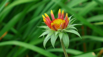 花朵之美，让人陶醉